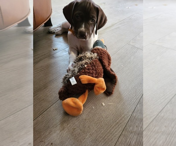 Medium Photo #1 German Shorthaired Pointer Puppy For Sale in SANTEE, CA, USA