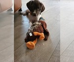 Small Photo #1 German Shorthaired Pointer Puppy For Sale in SANTEE, CA, USA