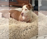 Small Photo #6 American Pit Bull Terrier-Unknown Mix Puppy For Sale in Germantown, OH, USA