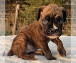 Small #4 Boxer