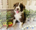 Small Photo #11 Border Collie Puppy For Sale in RIPON, CA, USA