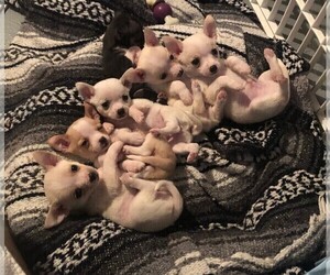 Chihuahua Puppy for sale in MANKATO, MN, USA