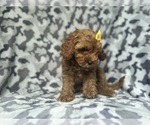 Small #6 Cavapoo