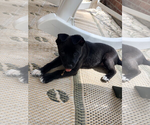 Medium Photo #2 Labrador Retriever-Unknown Mix Puppy For Sale in Holly Springs, NC, USA