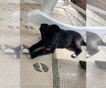 Small #1 Labrador Retriever Mix