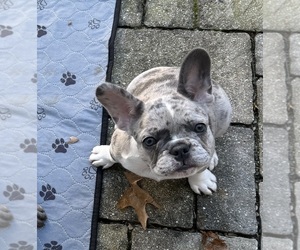 French Bulldog Puppy for sale in DOYLESTOWN, PA, USA