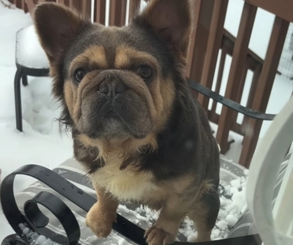 Medium Photo #1 French Bulldog Puppy For Sale in GLEN BURNIE, MD, USA