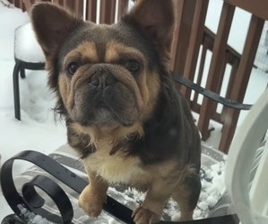 Father of the French Bulldog puppies born on 10/17/2025