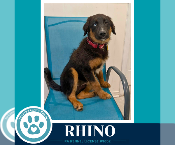 Medium Photo #3 Australian Shepherd Puppy For Sale in Kimberton, PA, USA