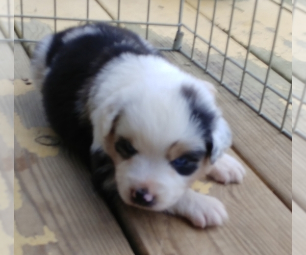 Medium Photo #5 Australian Shepherd Puppy For Sale in ALLEN JAY, NC, USA