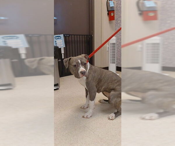 Medium Photo #1 Mutt Puppy For Sale in Sugar Land, TX, USA