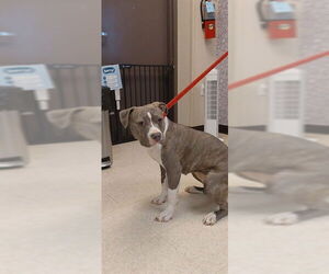 Mutt Dogs for adoption in Sugar Land, TX, USA