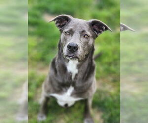 Blue Lacy-Unknown Mix Dogs for adoption in Rosenberg, TX, USA