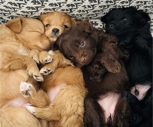 Goldendoodle-Pomeranian Mix Puppy for sale in SANTA BARBARA, CA, USA