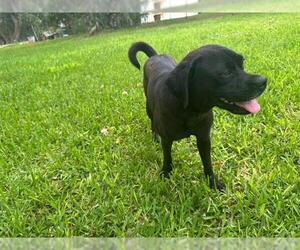 Labrador Retriever-Unknown Mix Dogs for adoption in San Antonio, TX, USA