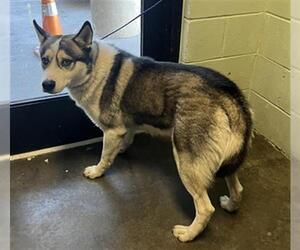 Gerberian Shepsky Dogs for adoption in Tulsa, OK, USA