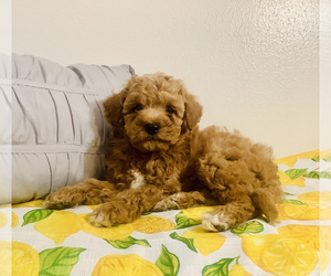 Poodle (Toy) Puppy for sale in HILLSBORO, WI, USA