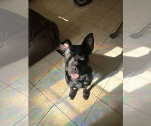 COURTESY POST: Mamba - Male Shepradors Dog for Adoption - Photo #2