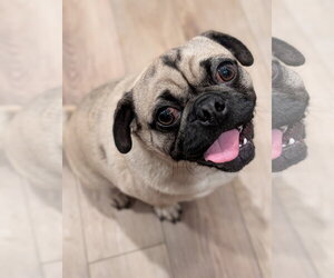 Pug Dogs for adoption in Omaha, NE, USA