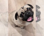 Small Pug
