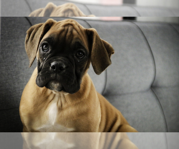 Medium Photo #3 Boxer Puppy For Sale in SHIPSHEWANA, IN, USA