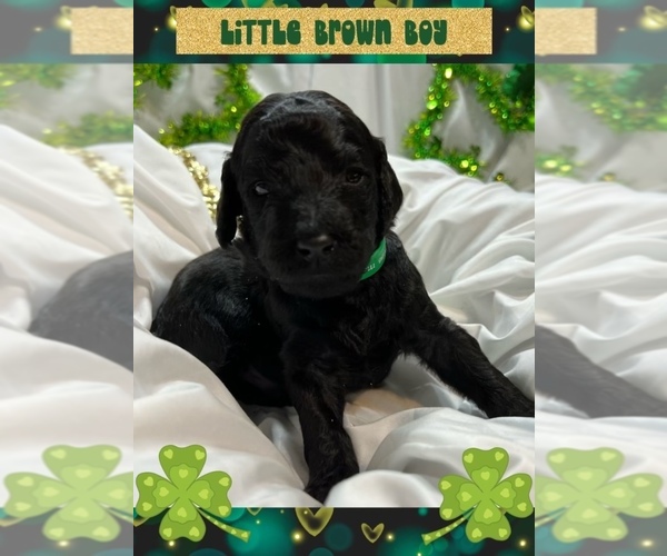 Medium Photo #7 Poodle (Standard) Puppy For Sale in OAK CREEK, WI, USA