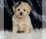 Puppy Chesnut F1 Maltipoo (Miniature)