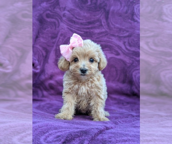 Medium Photo #1 Maltipoo Puppy For Sale in LINCOLN UNIV, PA, USA