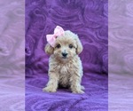 Small Photo #1 Maltipoo Puppy For Sale in LINCOLN UNIV, PA, USA