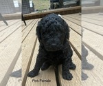 Small Photo #1 Goldendoodle Puppy For Sale in BRUSH PRAIRIE, WA, USA