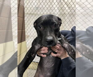 Mutt Dogs for adoption in Woodland, CA, USA