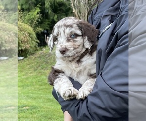 Aussiedoodle Litter for sale in CAMBRIDGE, ID, USA