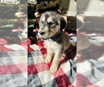 Small Photo #7 Labrador Retriever Puppy For Sale in BAKERSFIELD, CA, USA