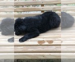 Small Photo #2 Australian Shepherd Puppy For Sale in SPENCER, TN, USA