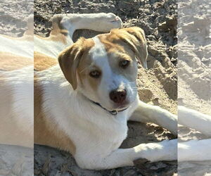 Jello *Arriving 2/20* - Male American Staffordshire Terrier-Mastiff Mix Dog for Adoption - Photo #3