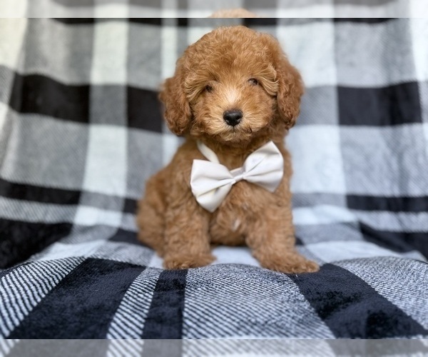 Medium Photo #8 YorkiePoo Puppy For Sale in LAKELAND, FL, USA