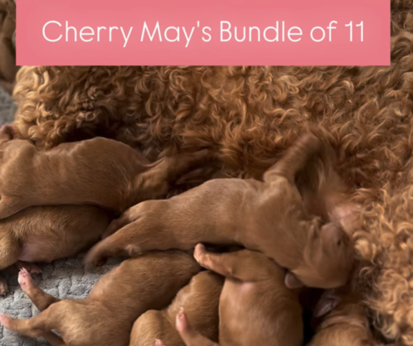 Medium Photo #1 Australian Labradoodle Puppy For Sale in BELLMEAD, TX, USA