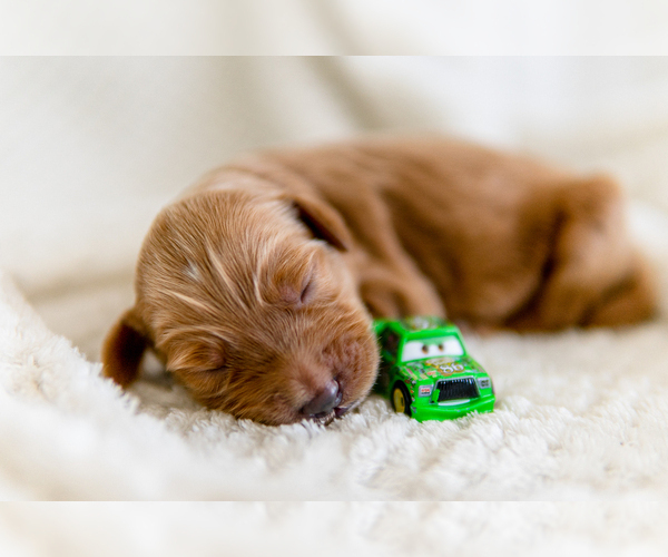 Medium Photo #2 Goldendoodle Puppy For Sale in FREDERICA, DE, USA