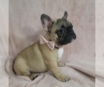 Small Photo #5 French Bulldog Puppy For Sale in MINERAL WELLS, WV, USA
