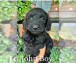Small #1 Goldendoodle