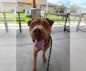 Chinese Shar-Pei-Unknown Mix Dogs for adoption in Camarillo, CA, USA
