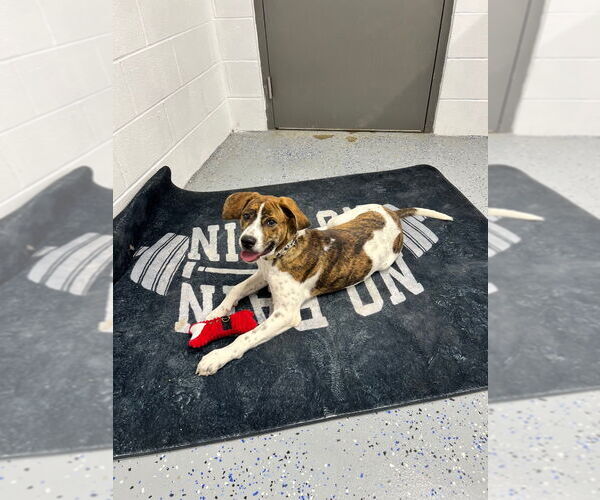 Medium Photo #2 Saint Bernard-Unknown Mix Puppy For Sale in Pierceton , IN, USA