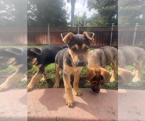 Alaskan Husky-German Shepherd Dog Mix Dogs for adoption in DIXON, CA, USA