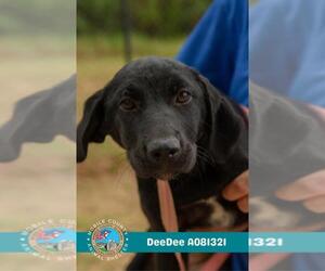 German Shorthaired Lab Dogs for adoption in Mobile, AL, USA