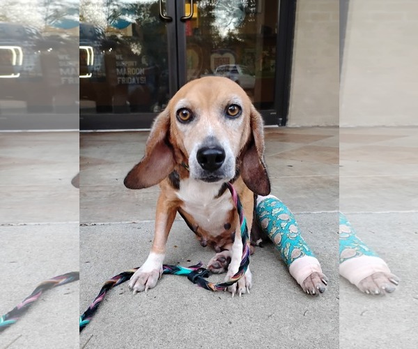 Medium Photo #5 Beagle Puppy For Sale in Las Vegas, NV, USA