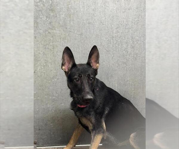 Medium Photo #1 German Shepherd Dog Puppy For Sale in HESPERIA, CA, USA