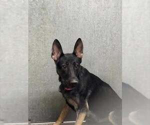 German Shepherd Dog Dogs for adoption in HESPERIA, CA, USA
