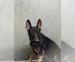 A128933 - Female German Shepherd Dog Dog for Adoption - Small photo