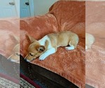 Small #2 Pembroke Welsh Corgi