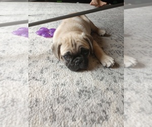 Pug Puppy for sale in SAINT PAUL, MN, USA